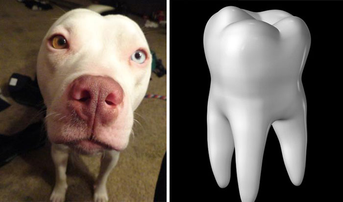 Pitbull Looks Like A Tooth