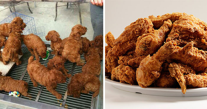 Puppies Look Like Fried Chicken