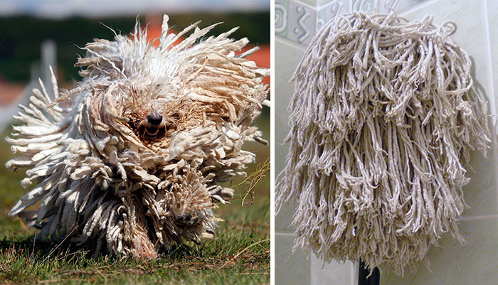 Komondor Dog Looks Like A Mop