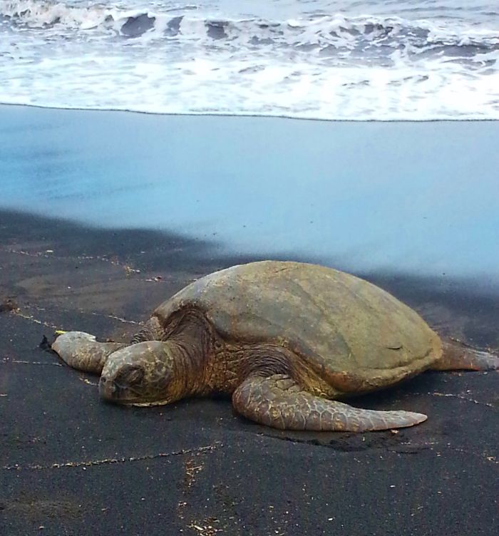 Green Sea Turtle At Black Sand Beach, Hawaii