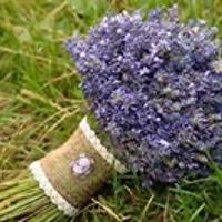 iris.flower.7583 avatar