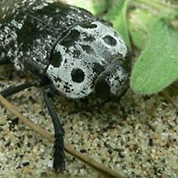 5409ad2eaf3aa avatar