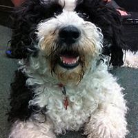 roger.traviss avatar