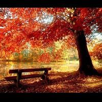 sara.motahari avatar