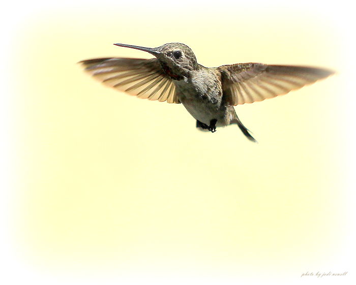 Annas Hummingbird In Flight