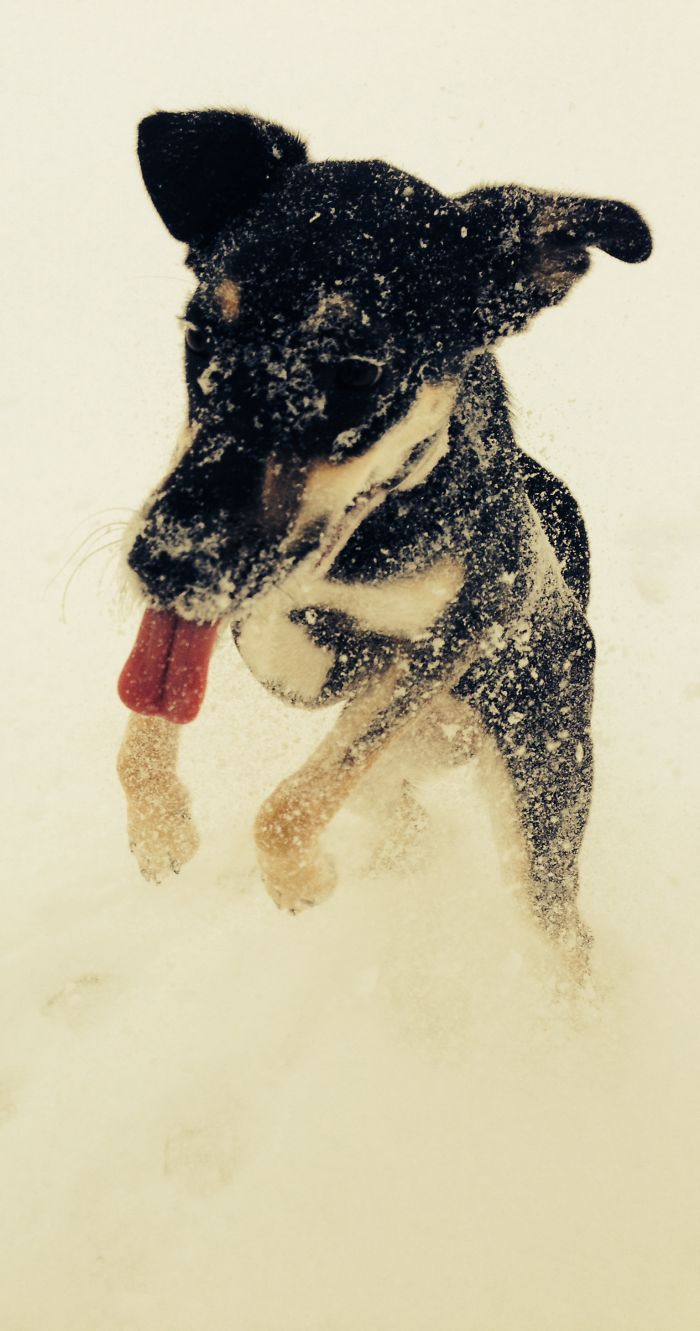 Bailey Loves Snow!