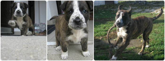 Beni, The Reason Why I Love Dogs. 1st Pic: June. 3rd Pic: November.