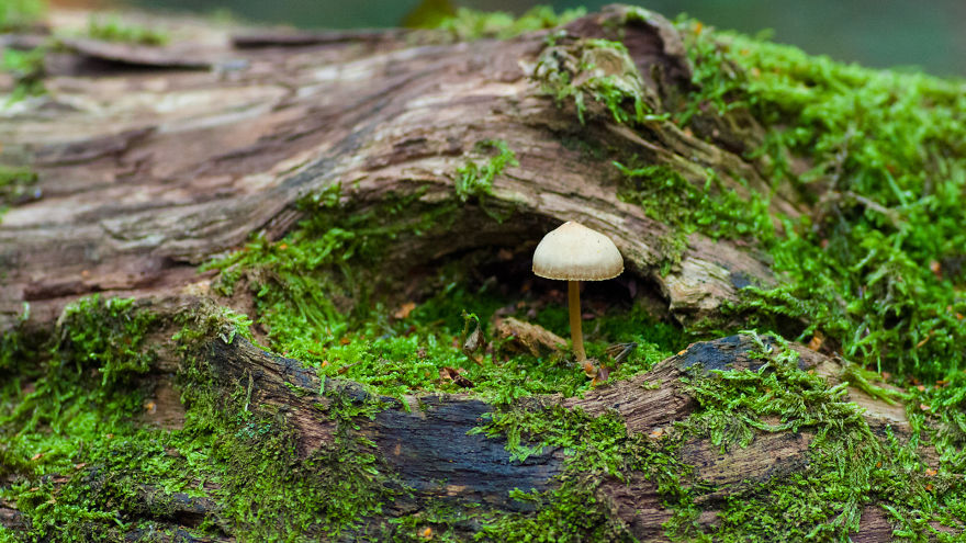 Mushroom On Log