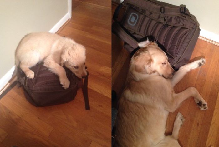 Golden Retriever Brody - 3 Months Chewing The Bag And 7 Months Sleeping On The Bag