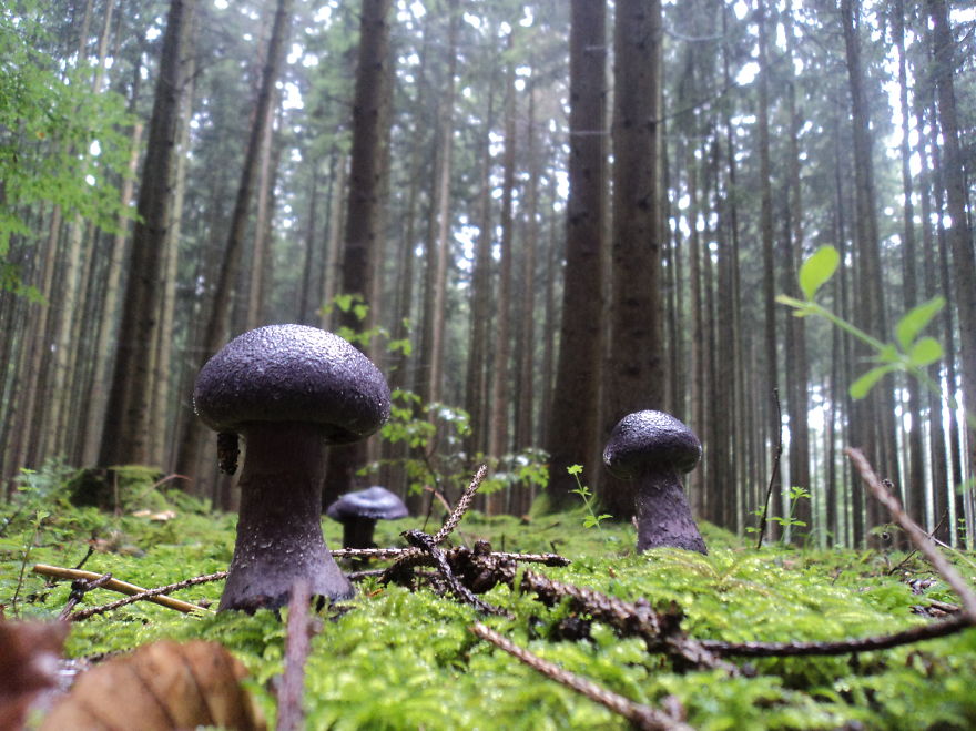 Purple Mushrooms In The Woods