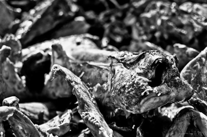 Life In Carbon Market