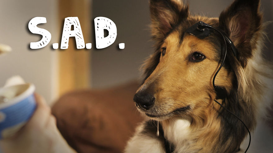 Do You Really Want To Know What Your Dog Is Thinking? (video)