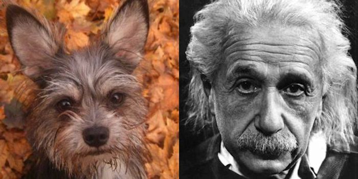 Einstein And Einstein