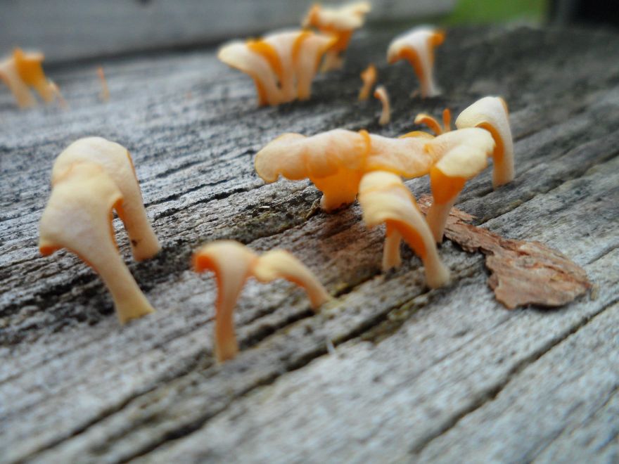 Orange Fungus On Wood