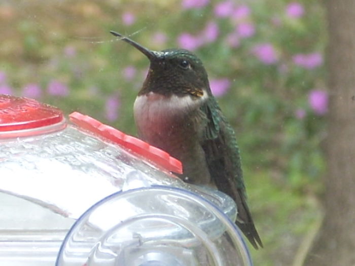 Male Ruby-throated Hummingbird ("ruby-less" In Shade)