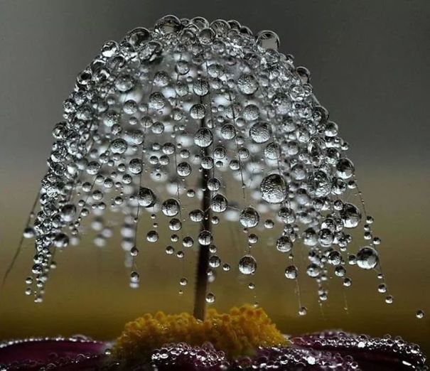 Dew Umbrella