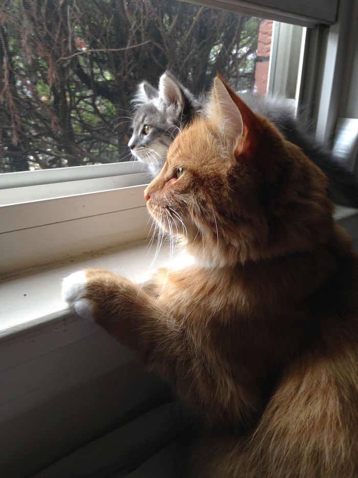 Weasley And Mowgli Checking Out The Quebec Wildlife