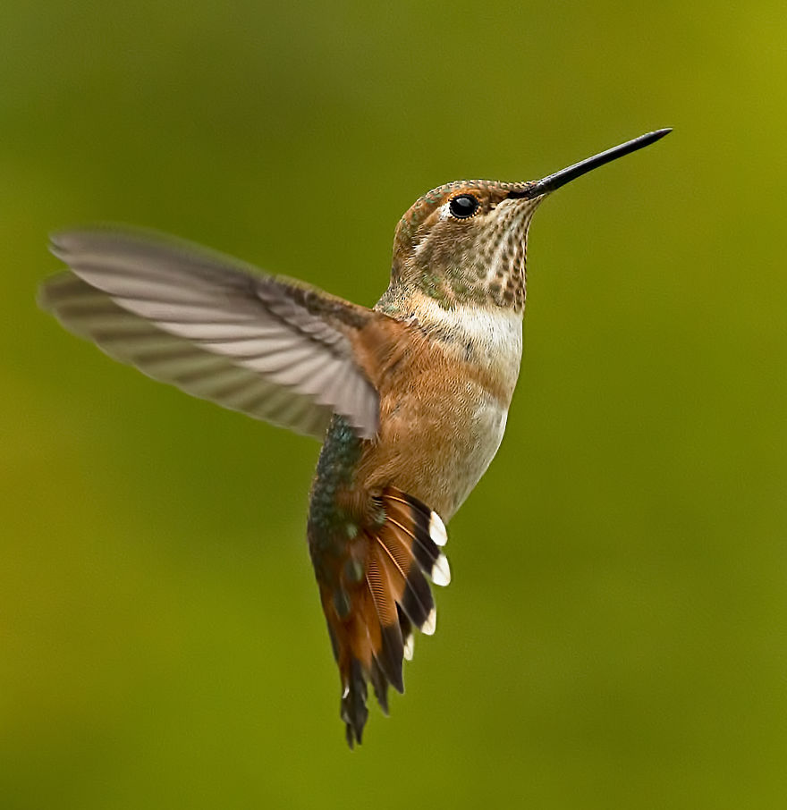 Hummingbirds