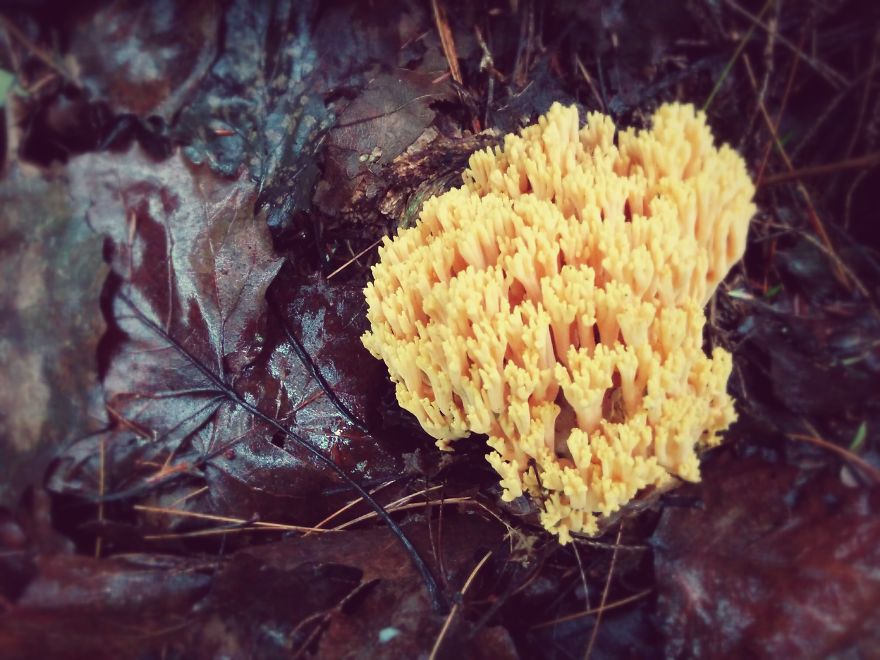 Coral Mushroom-clavarioid