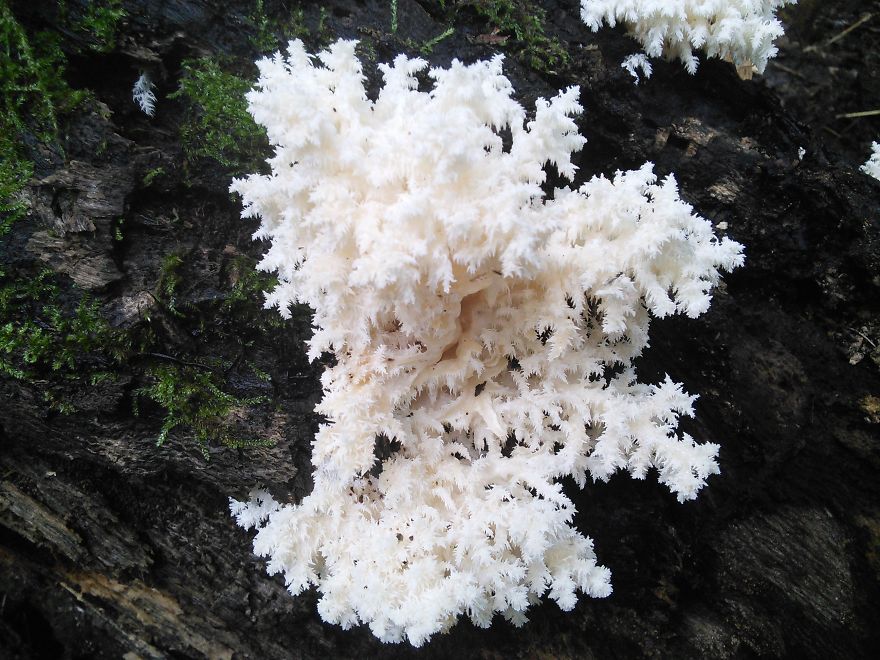 Coral Mushroom (if I Am Not Mistaken)