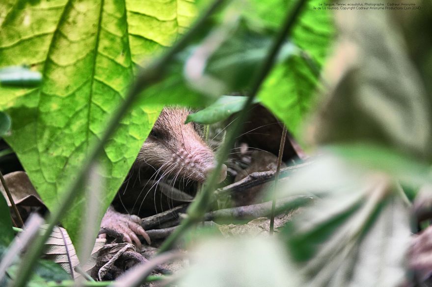 Tenrec Ecaudatus, Malagasy Hedgehog