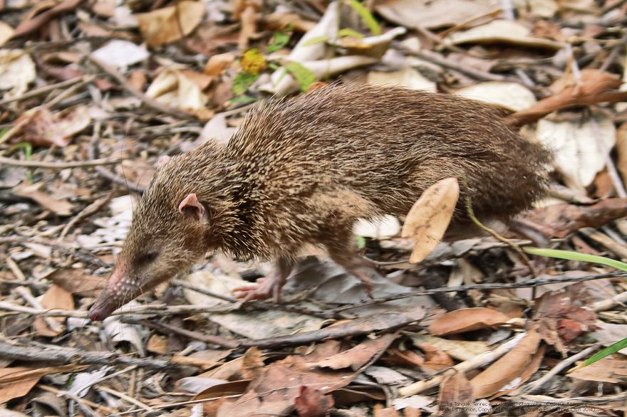 Tenrec Ecaudatus, Malagasy Hedgehog