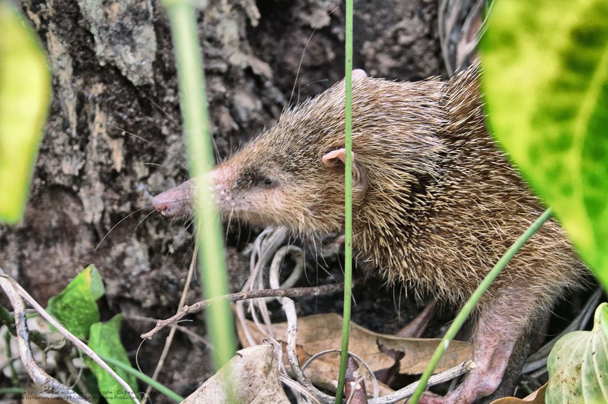 Tenrec Ecaudatus, Malagasy Hedgehog
