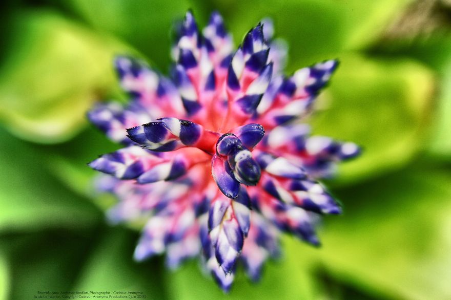 Aechmea Fendleri