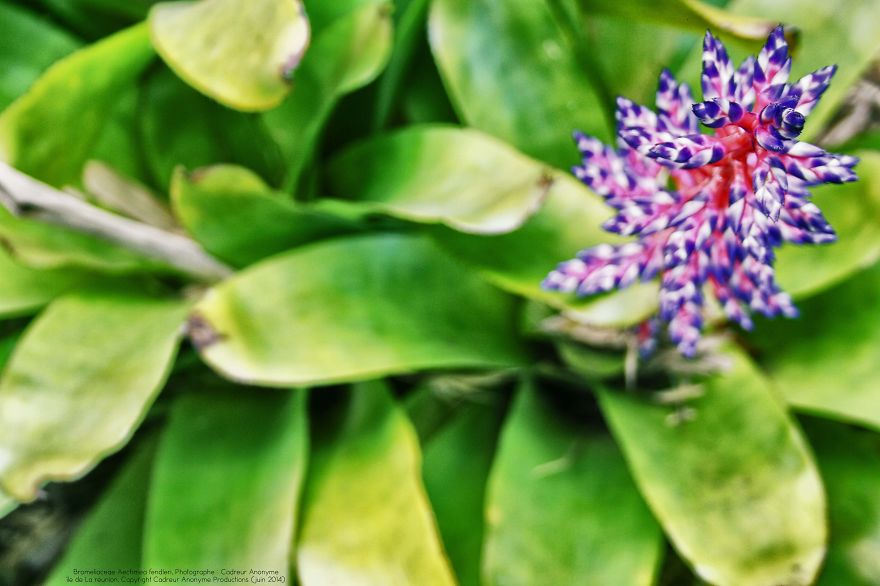 Aechmea Fendleri