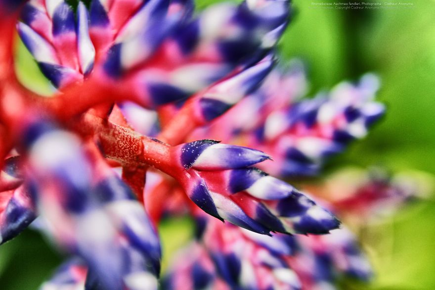 Aechmea Fendleri