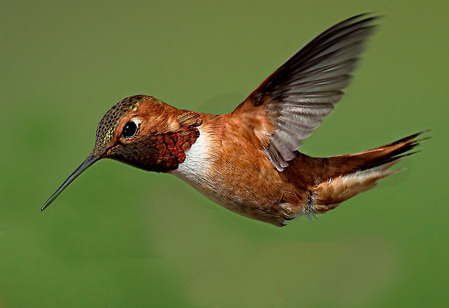 Hummingbirds