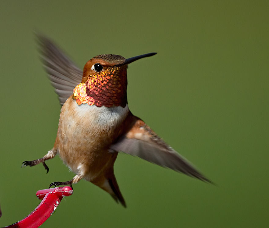 Hummingbirds