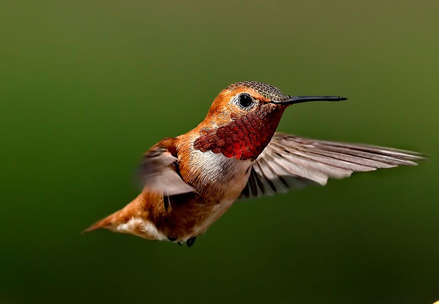 Hummingbirds
