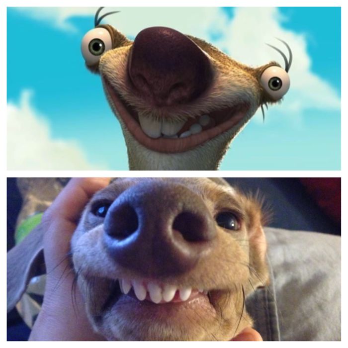 Weenie Dog Looks Like Sid!
