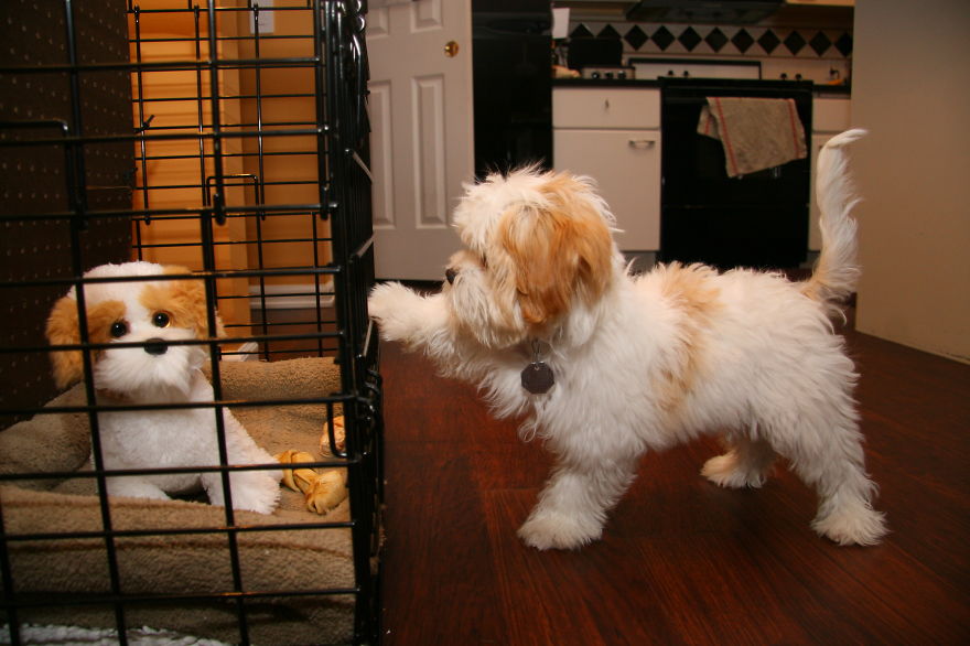 Let Me Back In, My Stuffed Puppy Twin!