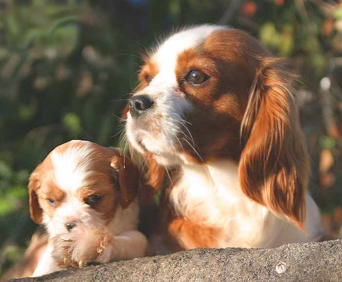 The King Charles Spaniel From Puppy To Adult !!!!!!!