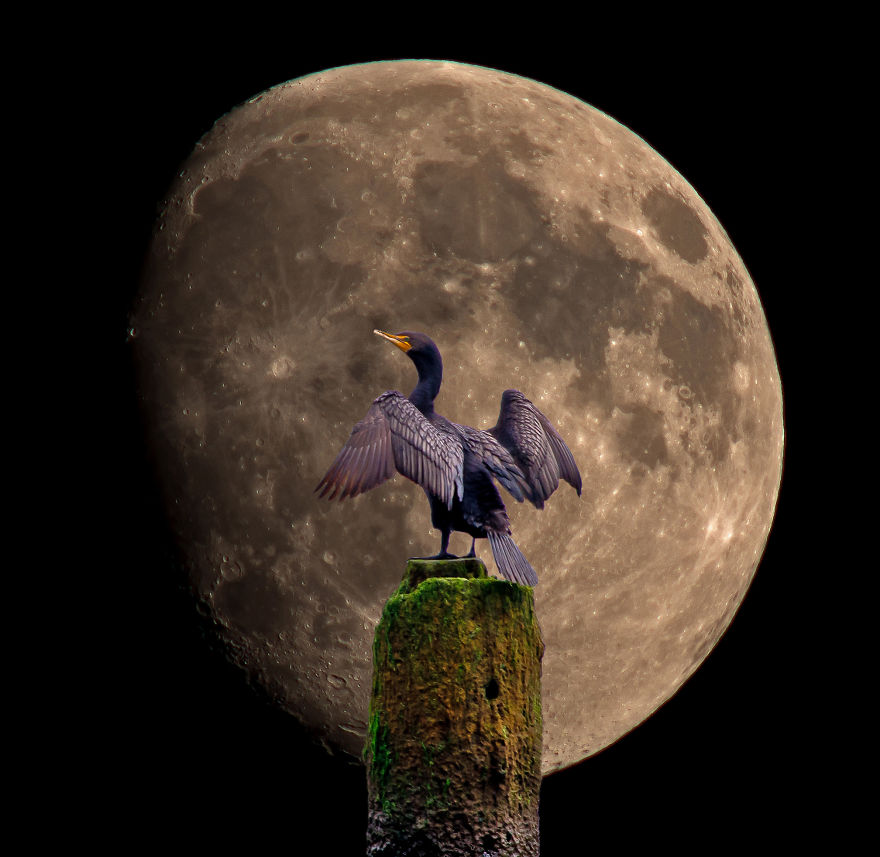 An Avian Moon Rise