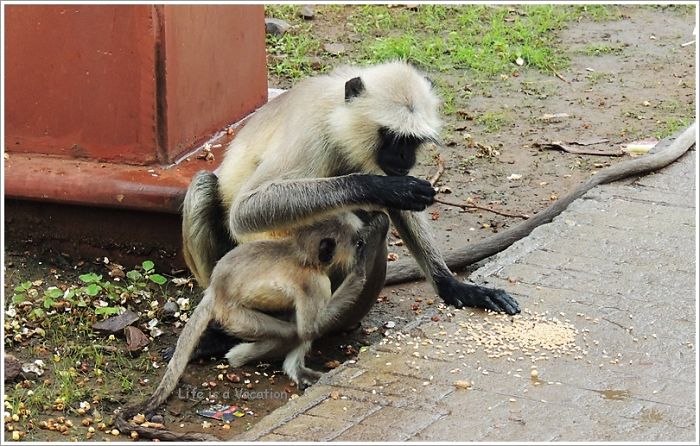 Mother Child Moments From The Animal World Mother Child Moments From The Animal World