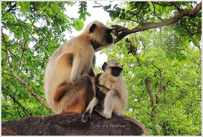 Mother Child Moments From The Animal World Mother Child Moments From The Animal World