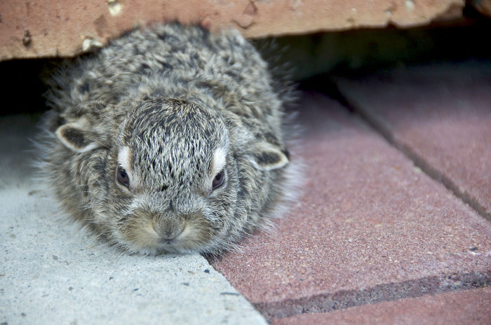 Baby Bunnyrabbit Hiding