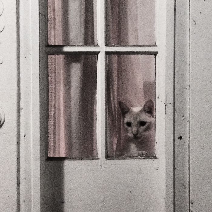 Wilson In The Window