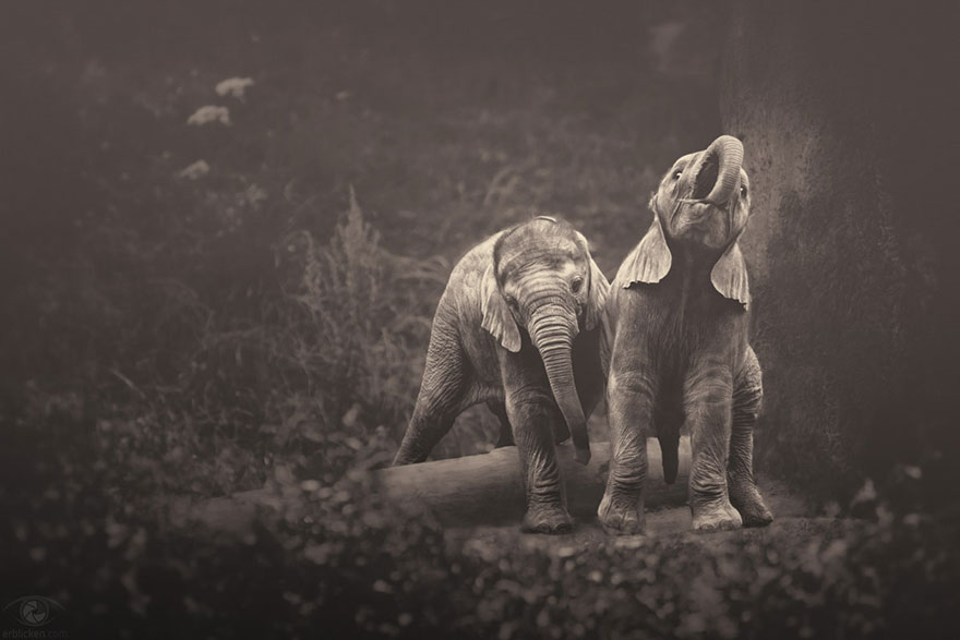 Soulful Photographs Of Zoo Animals By Manuela Kulpa
