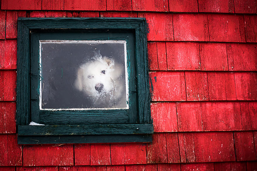 18 Beautiful Photos Of Animals Looking Through Windows