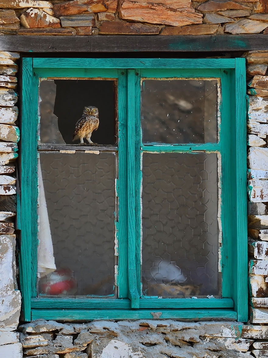 18 Beautiful Photos Of Animals Looking Through Windows