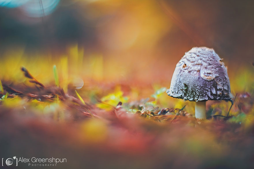 autumn-photography-alex-greenshpun-10