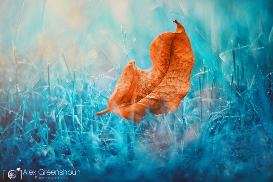 autumn-photography-alex-greenshpun-12