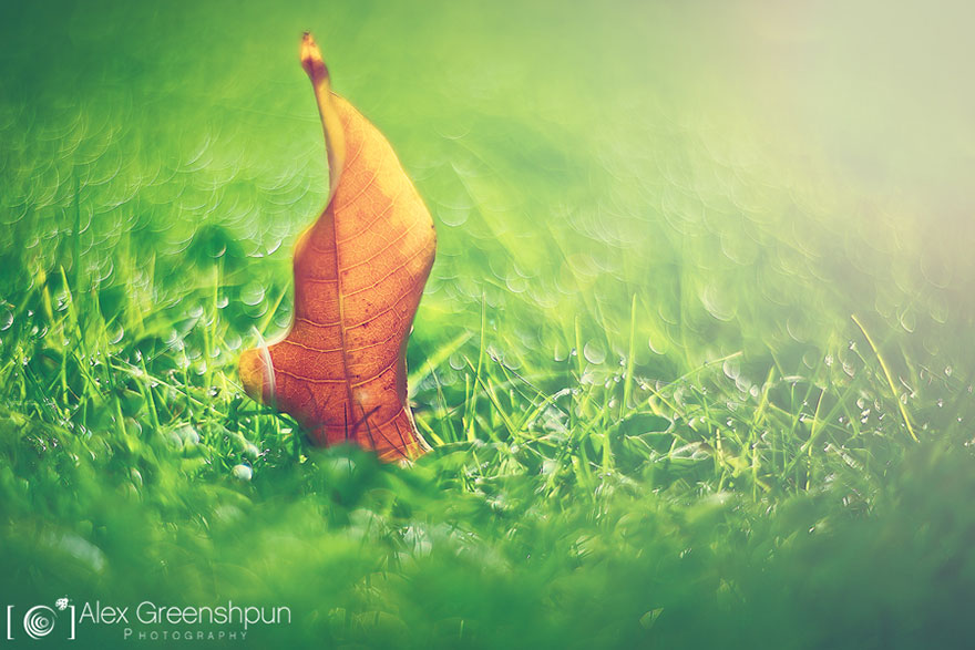 autumn-photography-alex-greenshpun-13