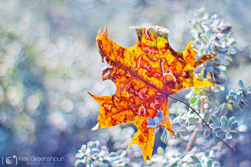autumn-photography-alex-greenshpun-14