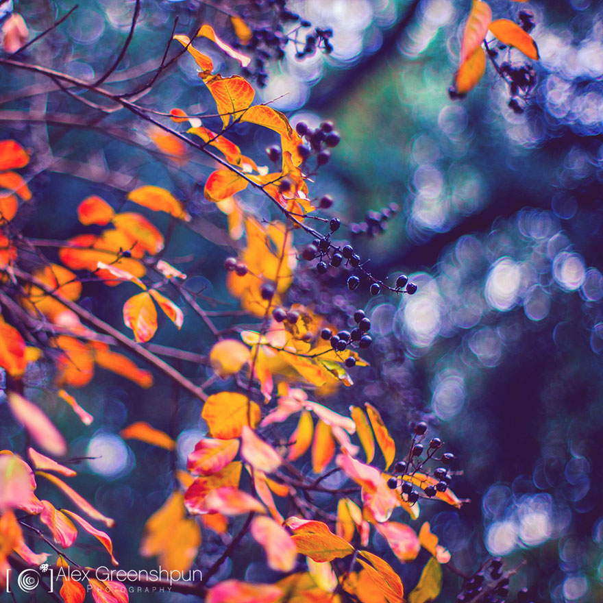 autumn-photography-alex-greenshpun-18