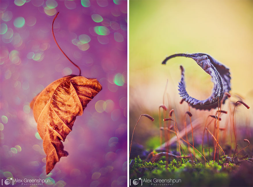 autumn-photography-alex-greenshpun-21
